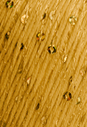 Lolita Circle